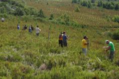 Voluntarios señalizan vallados peligrosos para el urogallo cantábrico