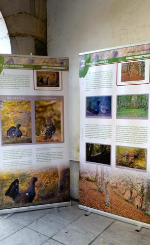 Exposición sobre el urogallo cantábrico en Cudillero