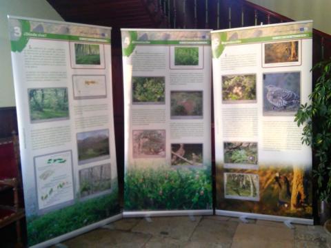 La Casa de Cultura de Castropol acoge la exposición sobre el urogallo cantábrico